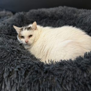 Keine Tiere zu Weihnachten