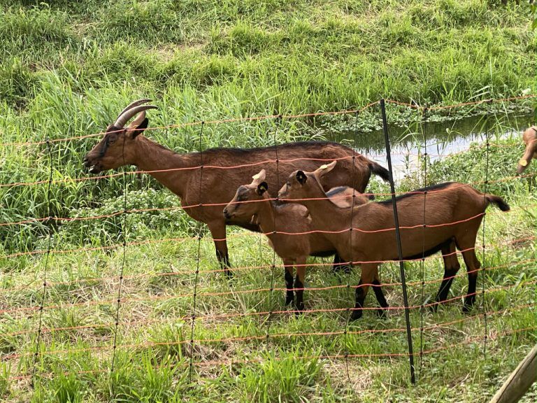 Tierische Unterstützung in der Landschaftspflege. ⇒Gemeinde Götzis
