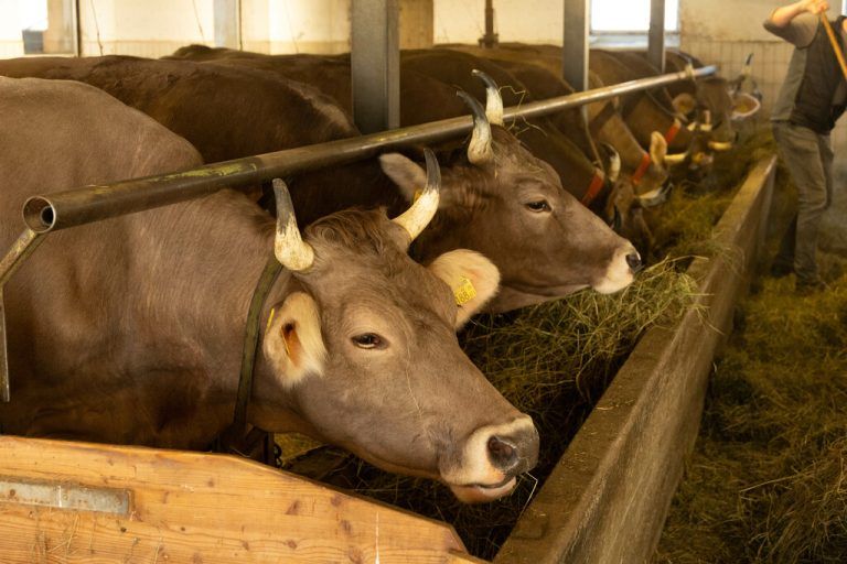 Mit weiteren Sperren wegen TBC ist aktuell nicht zu rechnen.⇒Hartinger (2)