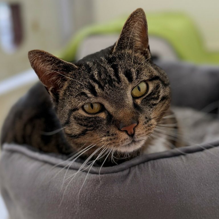 Der aufgeweckte Kater Mäzle.