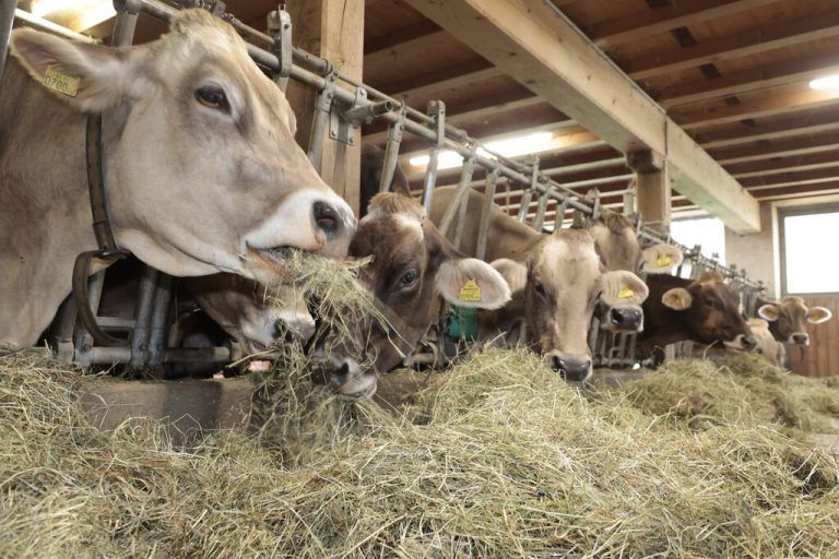 Derzeit sind vier Höfe in Alberschwende sowie einer in Egg und Dornbirn gesperrt.⇒symbolbild/hartinger