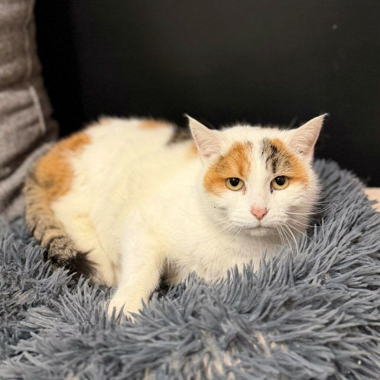 Mimi möchte ein neues Zuhause.