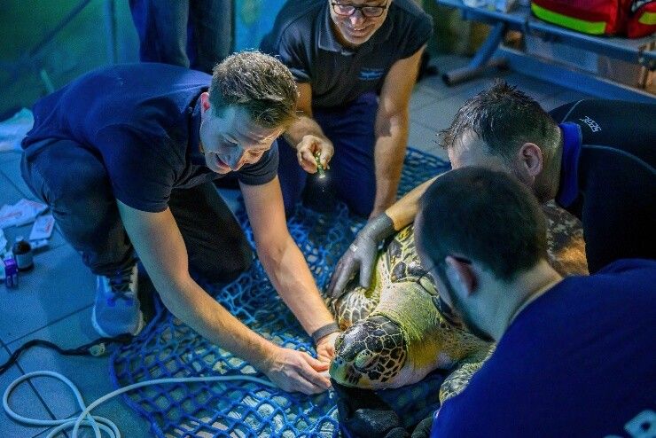 Medizin für Zootiere