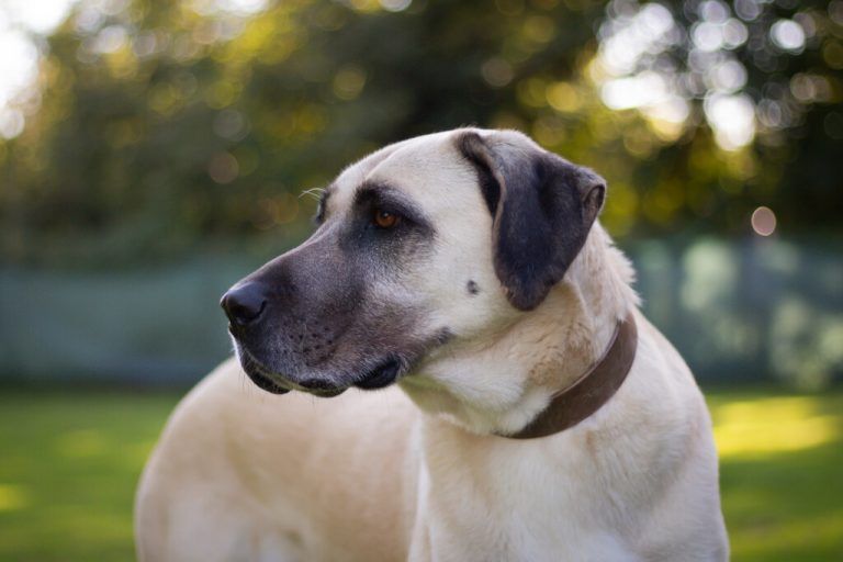 Kangal-Hündin Isra ist sehr verschmust.