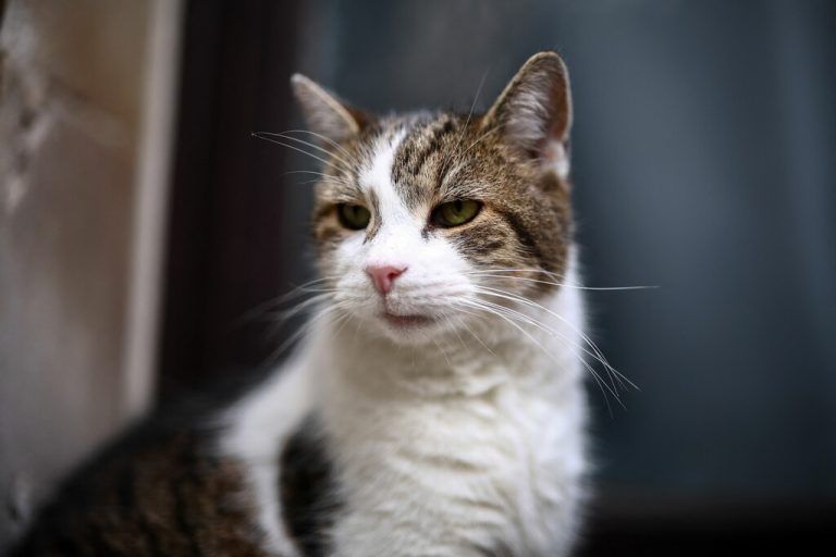 Larrys offizielle Berufsbezeichnung lautet „Chief Mouser to the Cabinet Office“.⇒APA/AFP/HENRY NICHOLLS