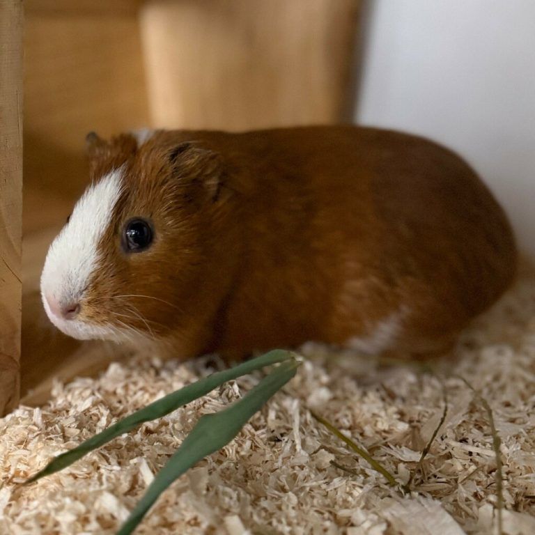 Meerschweinchen sind sehr soziale Tiere.