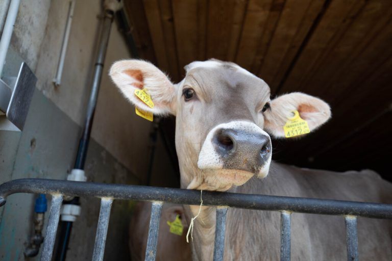 Nach Kontakt mit TBC-infiziertem Vieh wurde nun eine Person positiv auf Tuberkulose getestet. ⇒symbolbild/hartinger