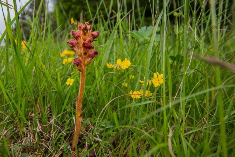 Umweltreihe startet im Februar.⇒⇒Stadt Bludenz