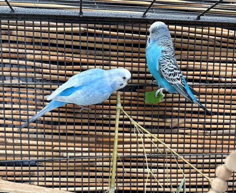 Das gesprächige Wellensittich-Duo.