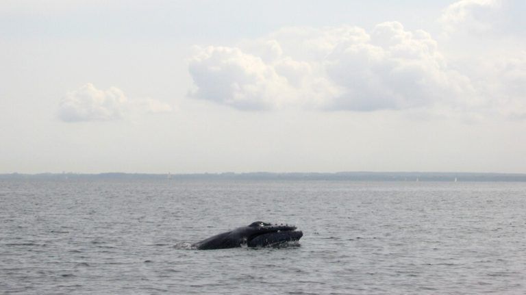 Ein Buckelwal in der Ostsee vor Timmendorfer Strand im Jahr 2008. ⇒AP