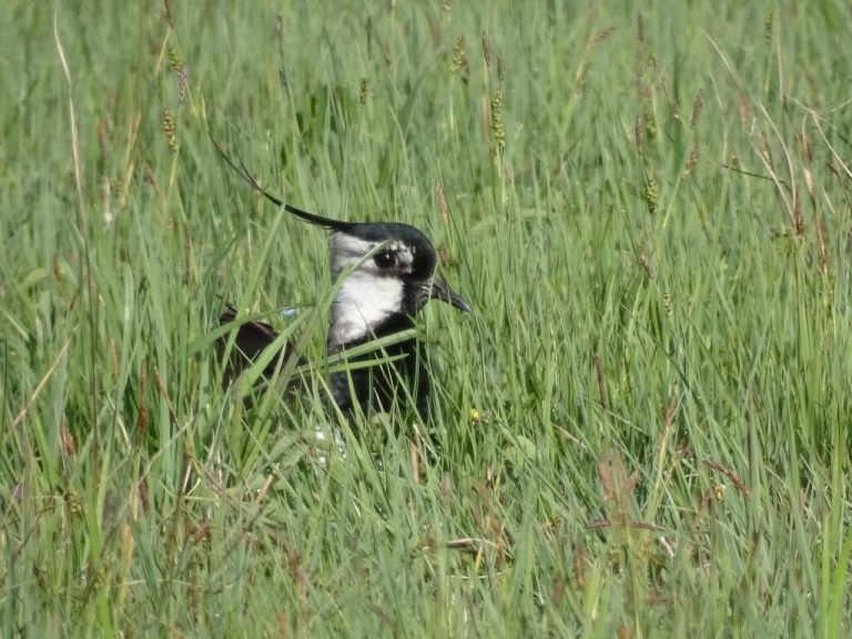 Ein Kiebitz in freier Wildbahn.⇒vlk