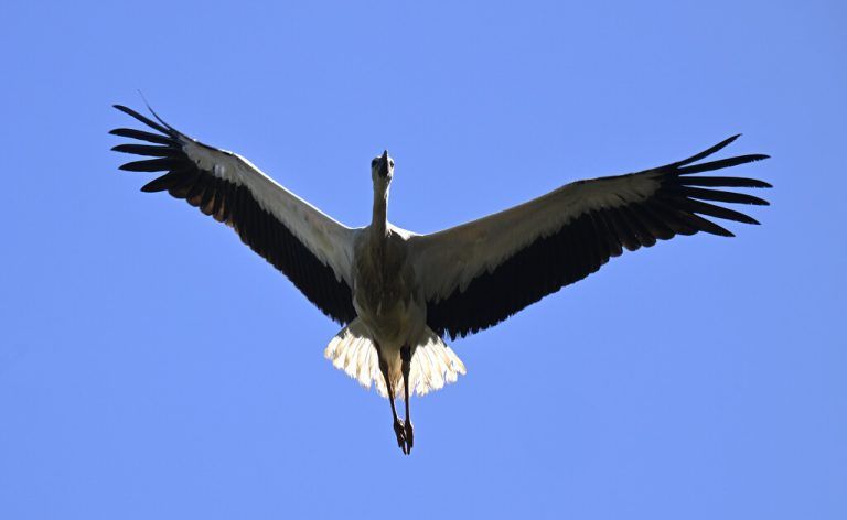 Erster Weißstorch des Jahres gelandet