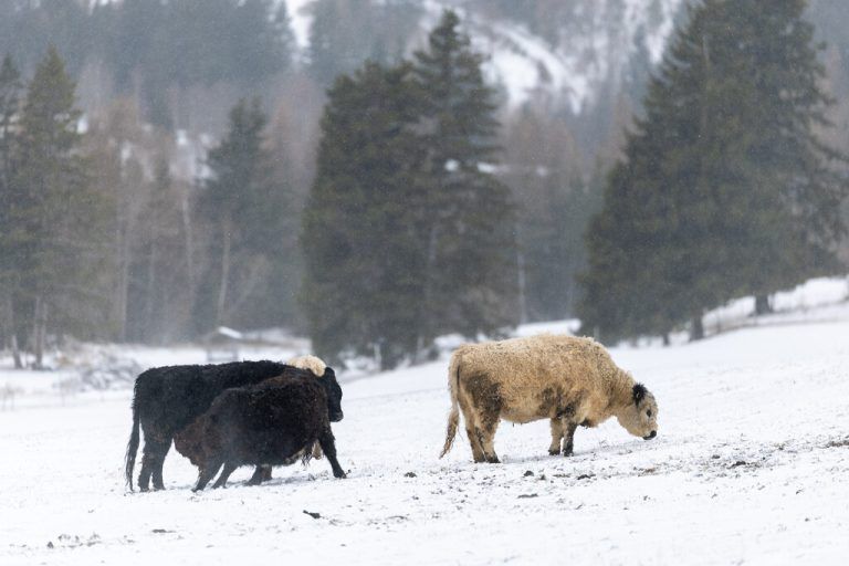 Winter kehrt in nahezu ganz Österreich zurück
