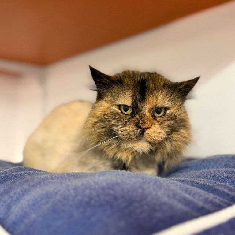 Göggile sucht ein neues Zuhause.