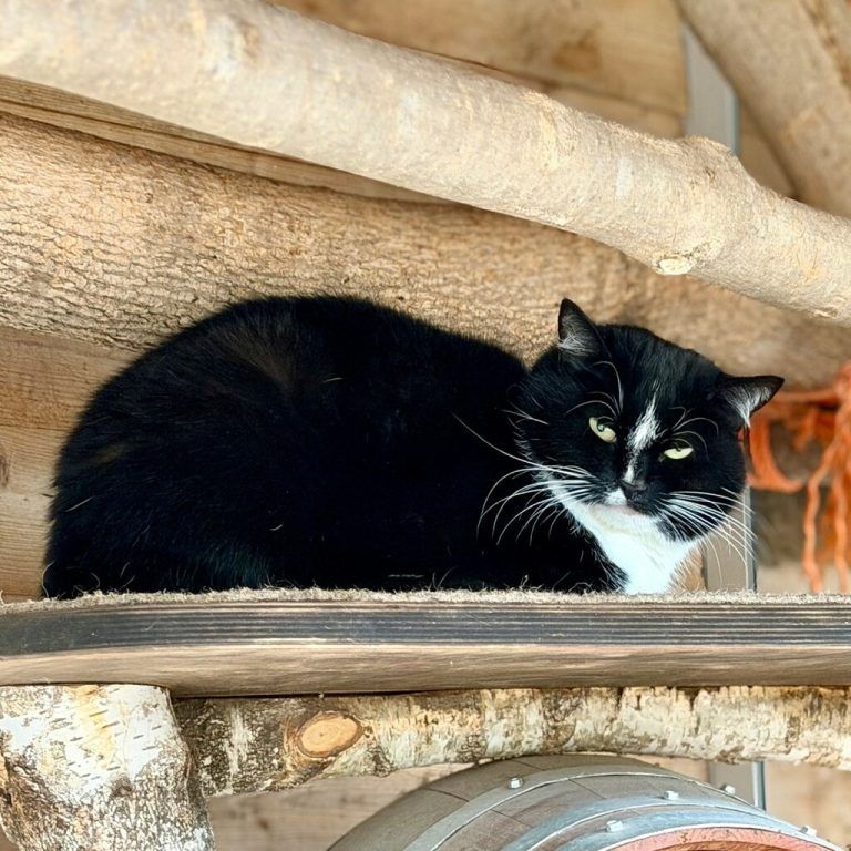 Katzenduo Simba und Nala.