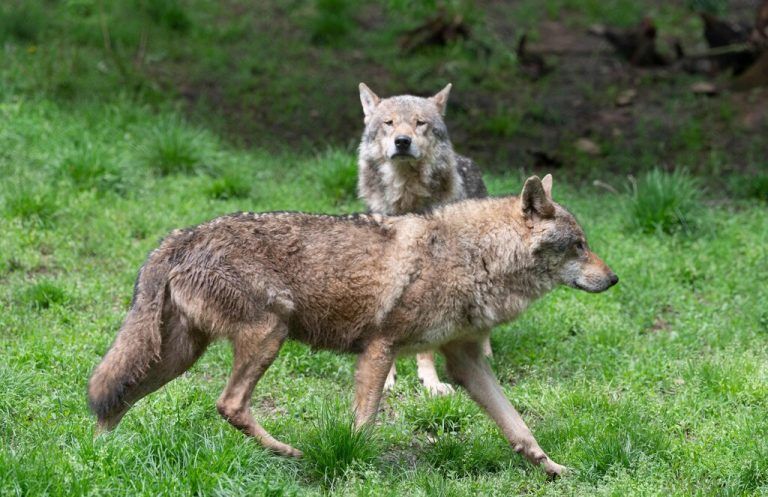 Wallner und Gantner: „Wolfsabschüsse sind künftig auch präventiv möglich.“⇒afp