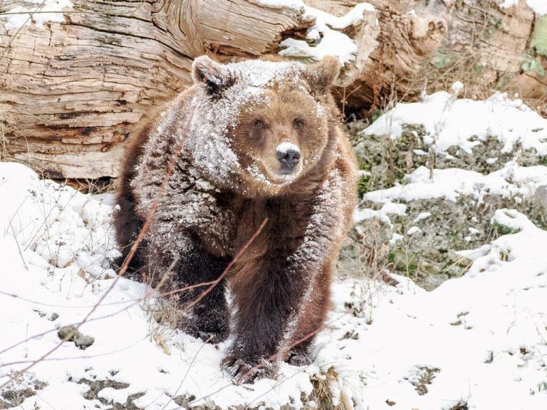 Das Land bittet die Bevölkerung um Hinweise.⇒APA