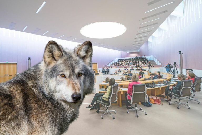 Der Wolf sorgte einmal mehr für aufgeheizte Stimmung im Landesparlament. ⇒canva, stiplovsek