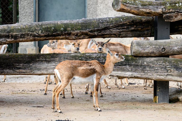 TIERGARTEN SCHÖNBRUNN
