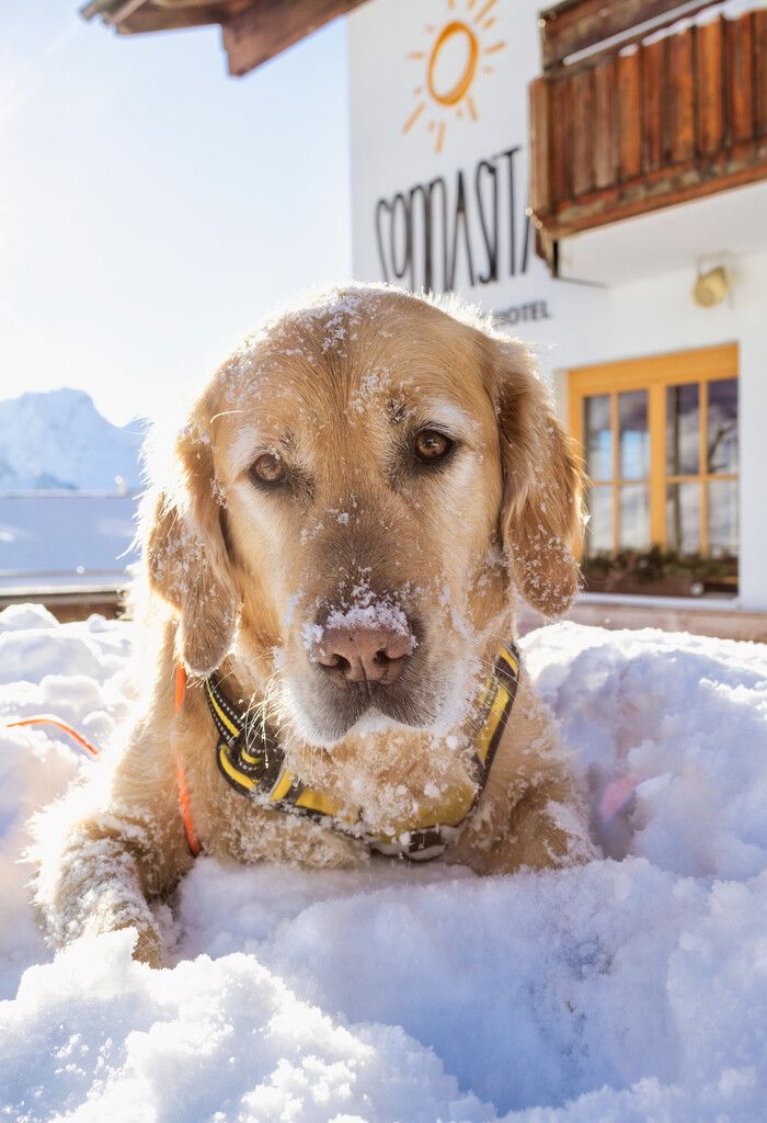 Vierbeiner willkommen