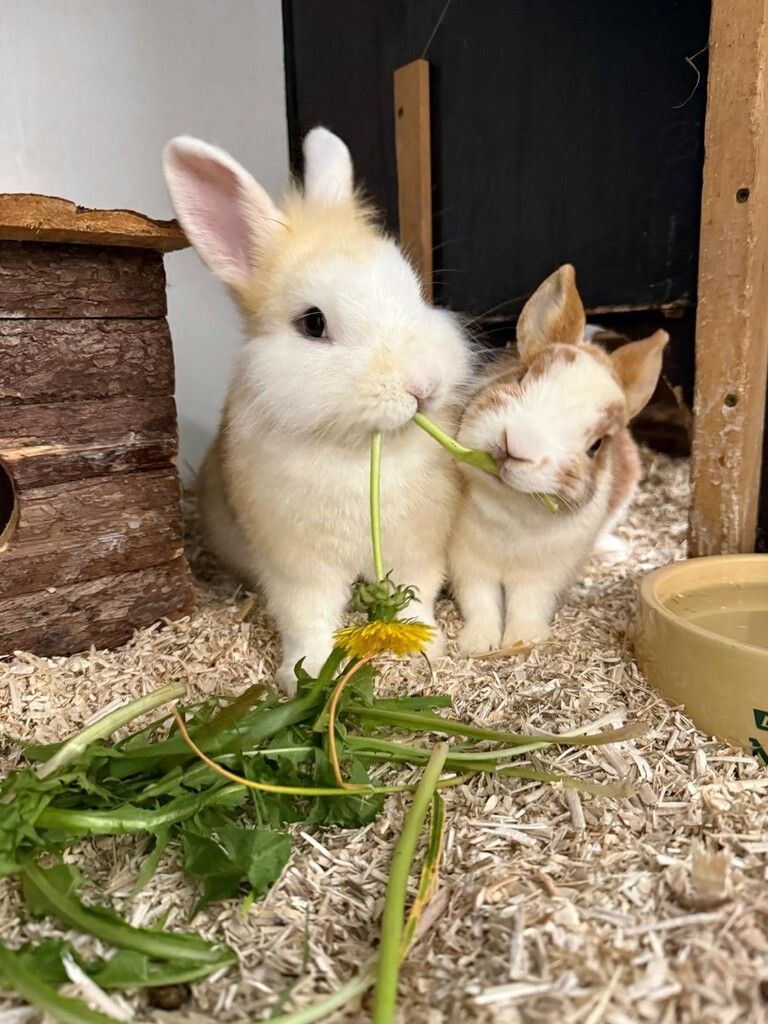 25 Jahre Tierschutzheim