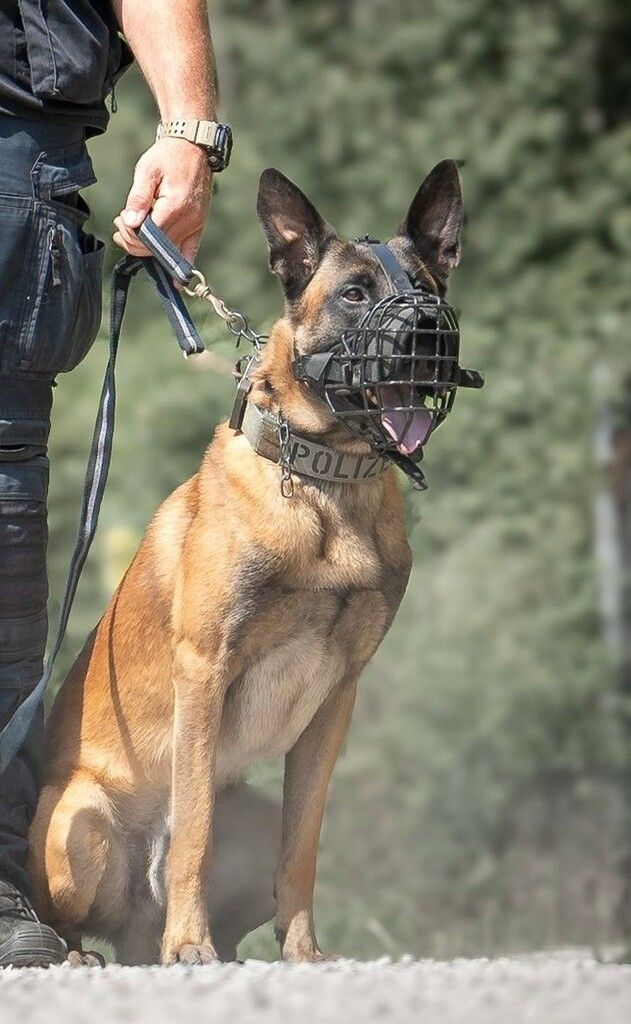 Polizeihund „Hendrix“ stellt Einbrecherin