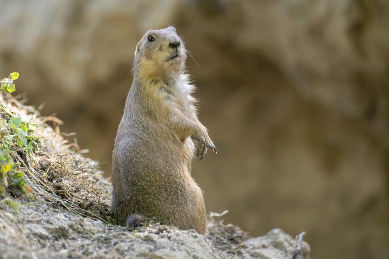 Neue Anlage für Präriehunde