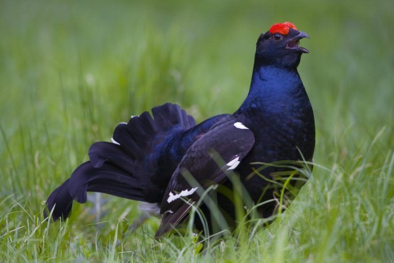 In Vorarlberg steht das Birkwild auf der Roten Liste. Es gilt als gefährdet.⇒Shutterstock