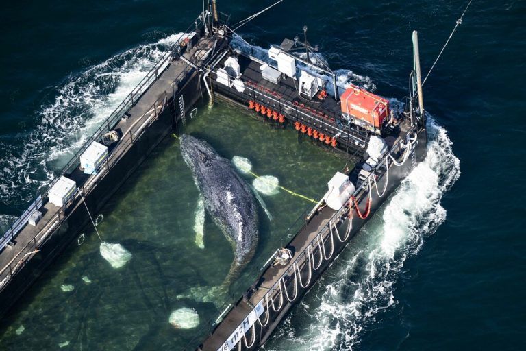 Der geborgene Buckelwal wurde in Richtung Nordsee transportiert. ⇒apa/DPA