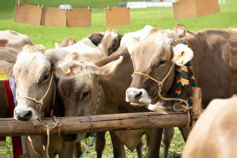 Die TBC-Situation im Land bleibt weiterhin angespannt.Hartinger