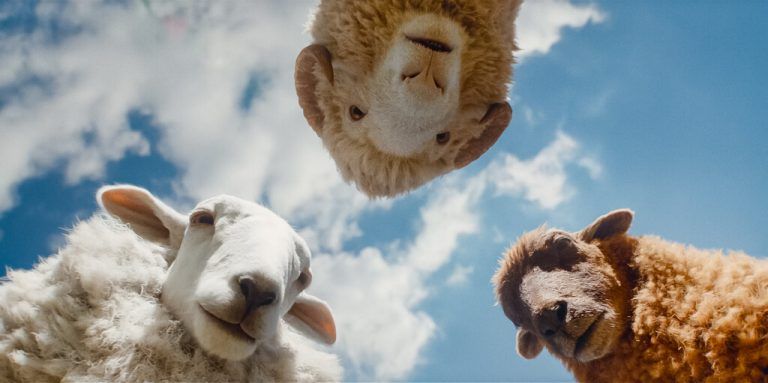 Eine ungewöhnliche Herde geht auf Mördersuche.⇒SONY PICTURES