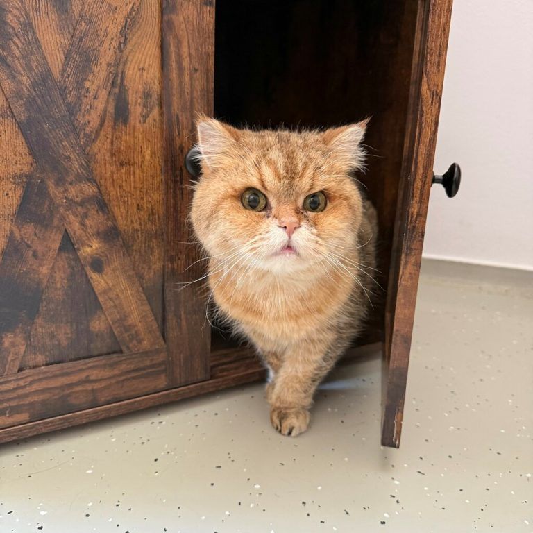 Kater Kurt sucht einen neuen Platz.