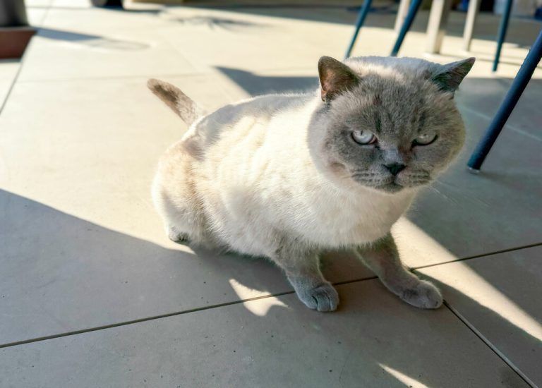 Katnik möchte ihre Katzen weder einsperren noch hergeben.⇒Schäfer (3)