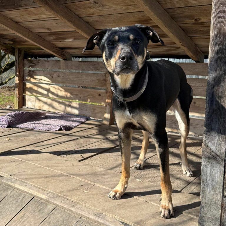 Rex sucht einen liebevollen Gnadenplatz.