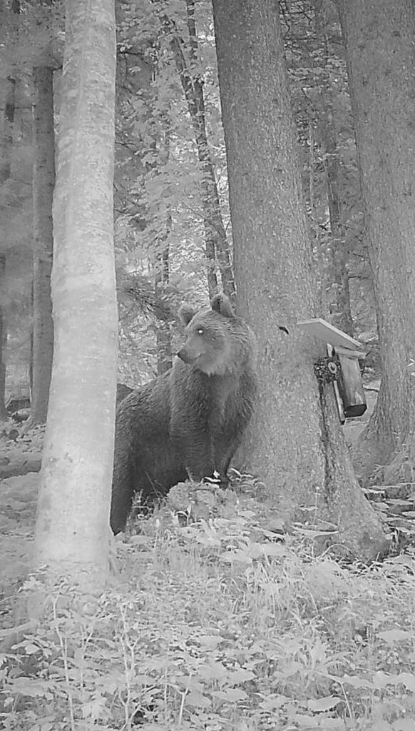 Dieses Foto einer Wildkamera ist die einzige Aufnahme des Bären, der aktuell existiert.