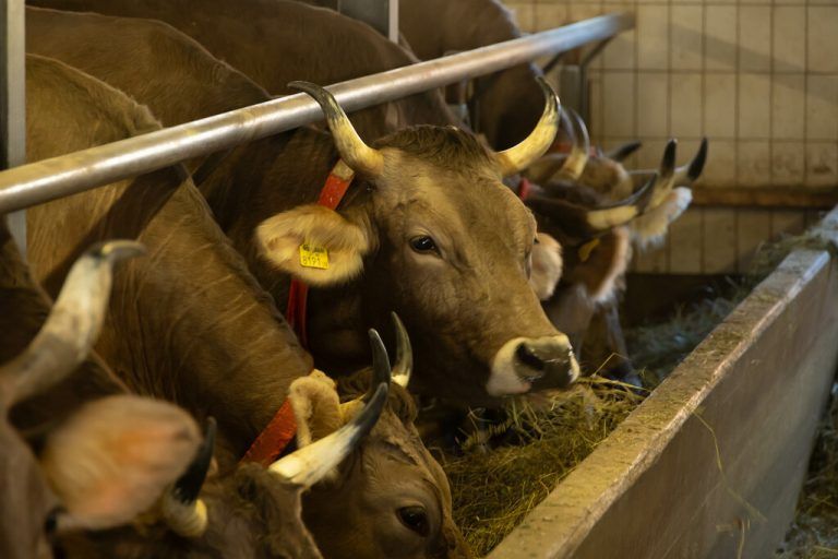 Ein aktueller TBC-Verdachtsfall bei einer Schlachtkuh im Bregenzerwald sorgt für neue Sorgen um die Gesundheit der Viehbestände. ⇒Hartinger (2), Stiplovsek