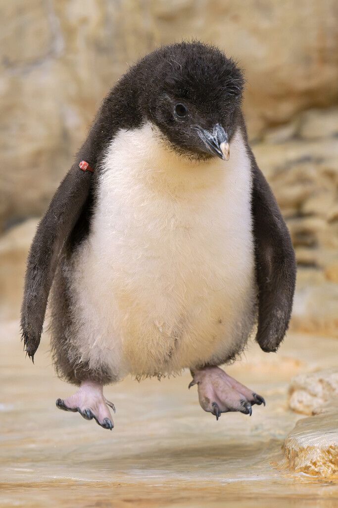 Flauschiger Nachwuchs